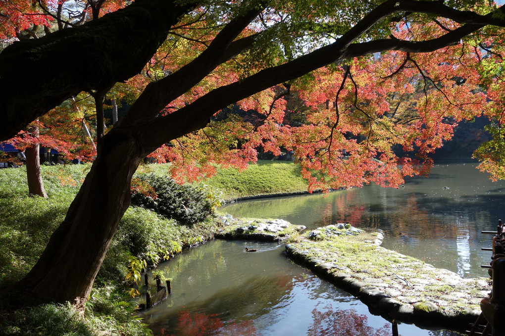 小石川後楽園