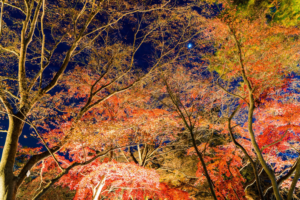秋の紅月夜
