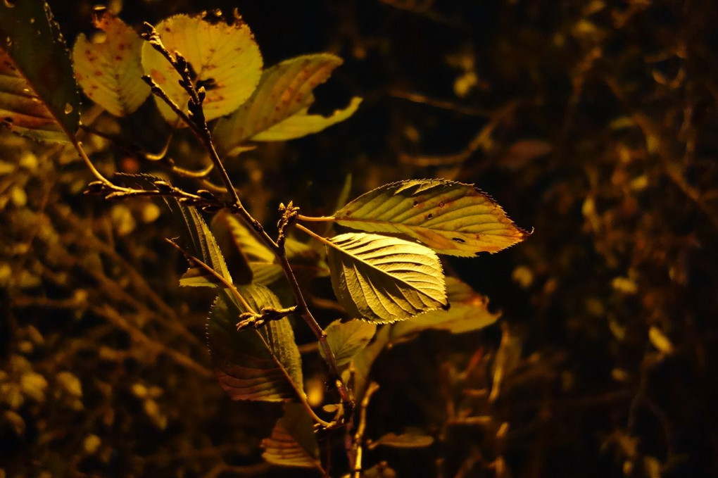夜の木の葉