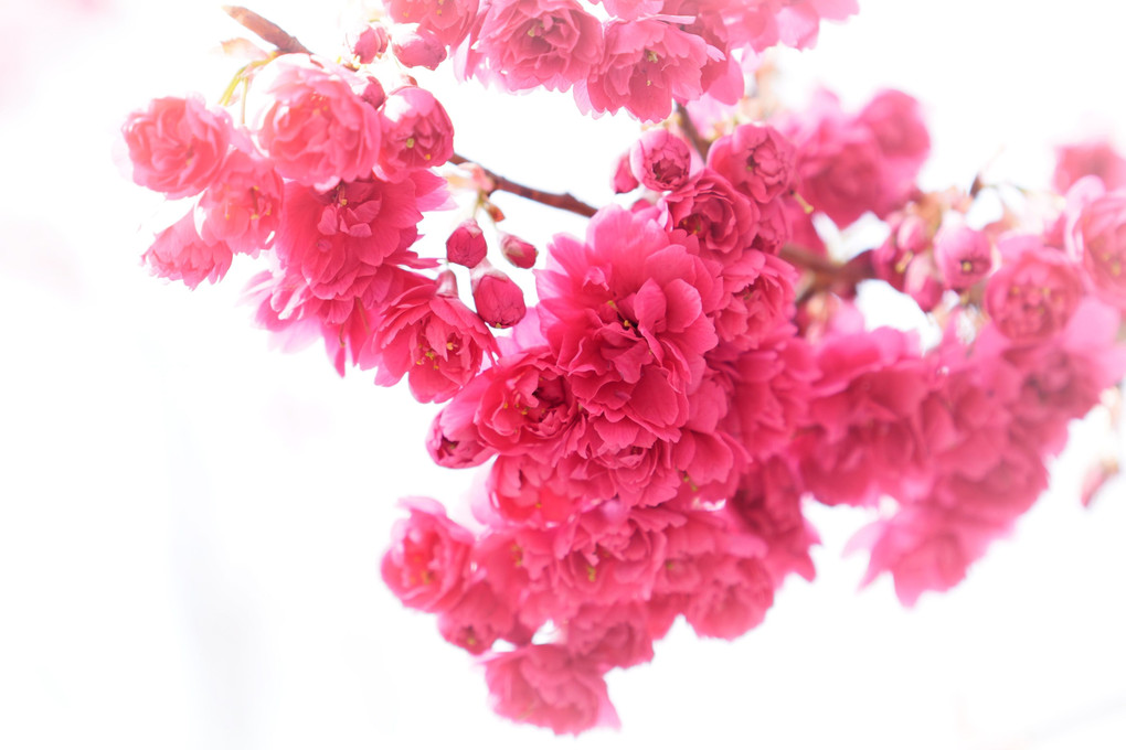 桜とインコの関係
