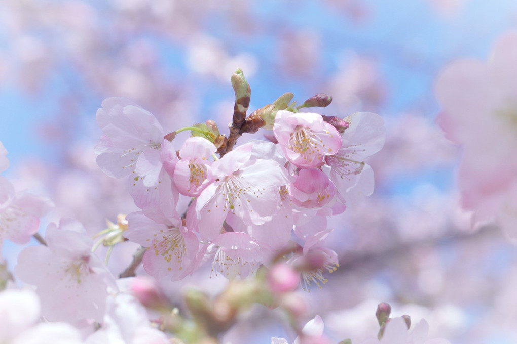 桜とインコの関係