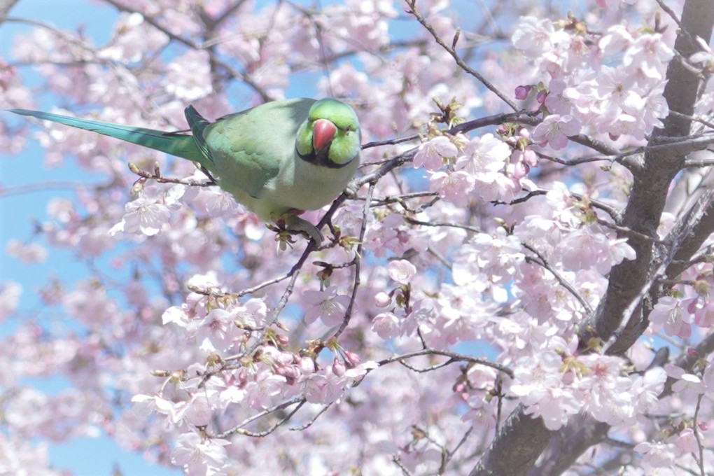 桜とインコの関係