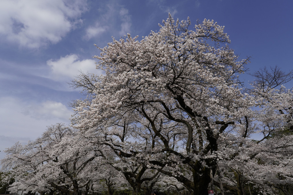 桜の園