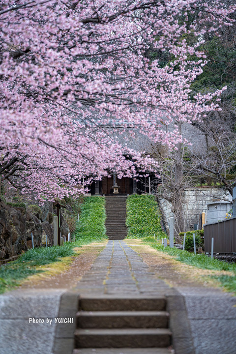 早咲きの桜