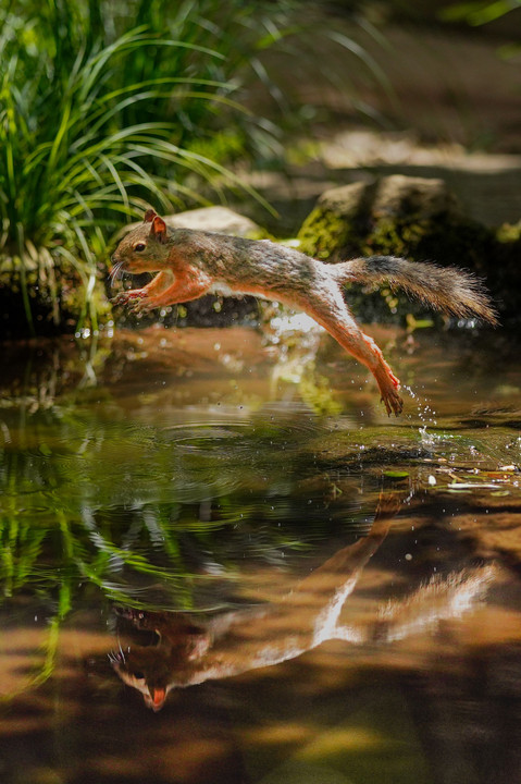 水辺の好きなリス