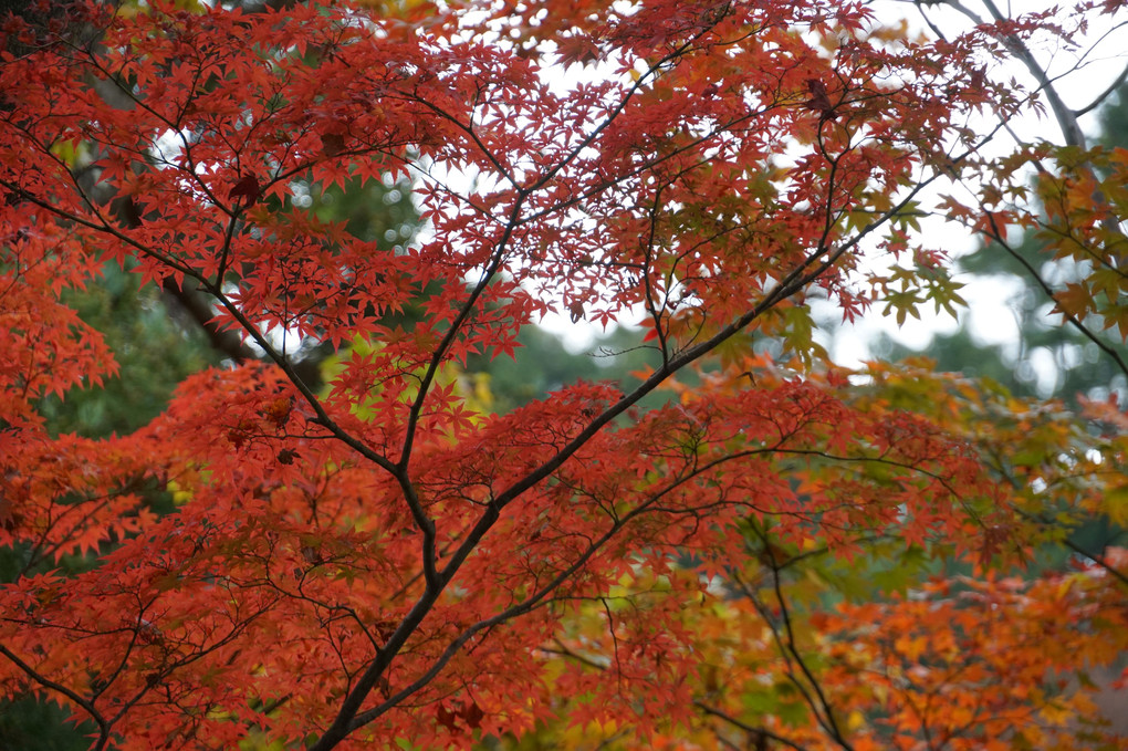 高尾山のいろは紅葉