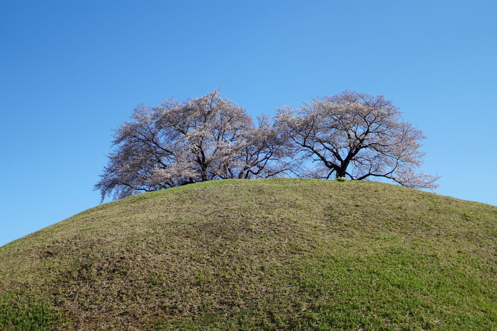 丘上の桜