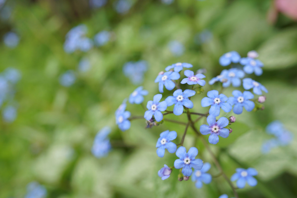 青いお花いっぱい
