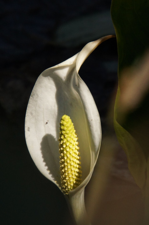 まずは、水芭蕉