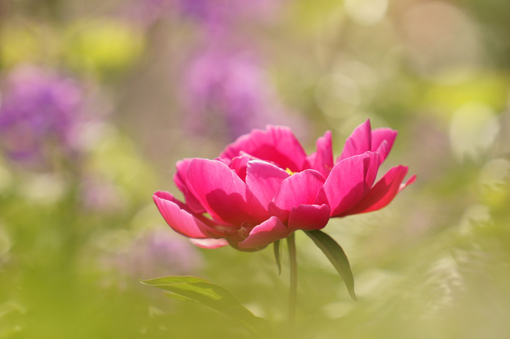 6月のお花です。