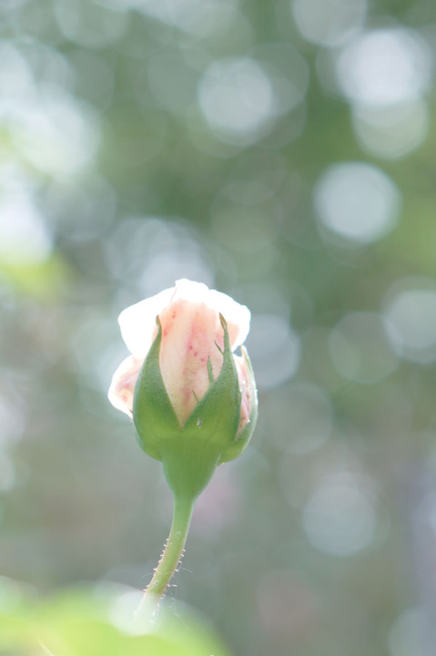 6月のお花です。