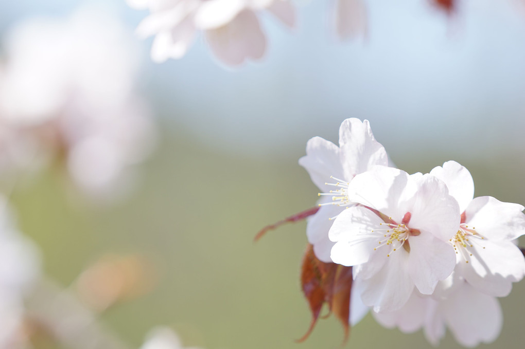 今年初めの桜