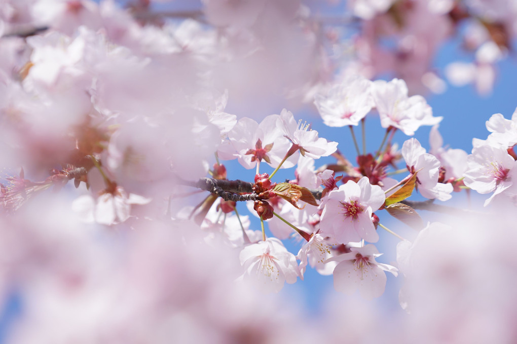 近所の桜