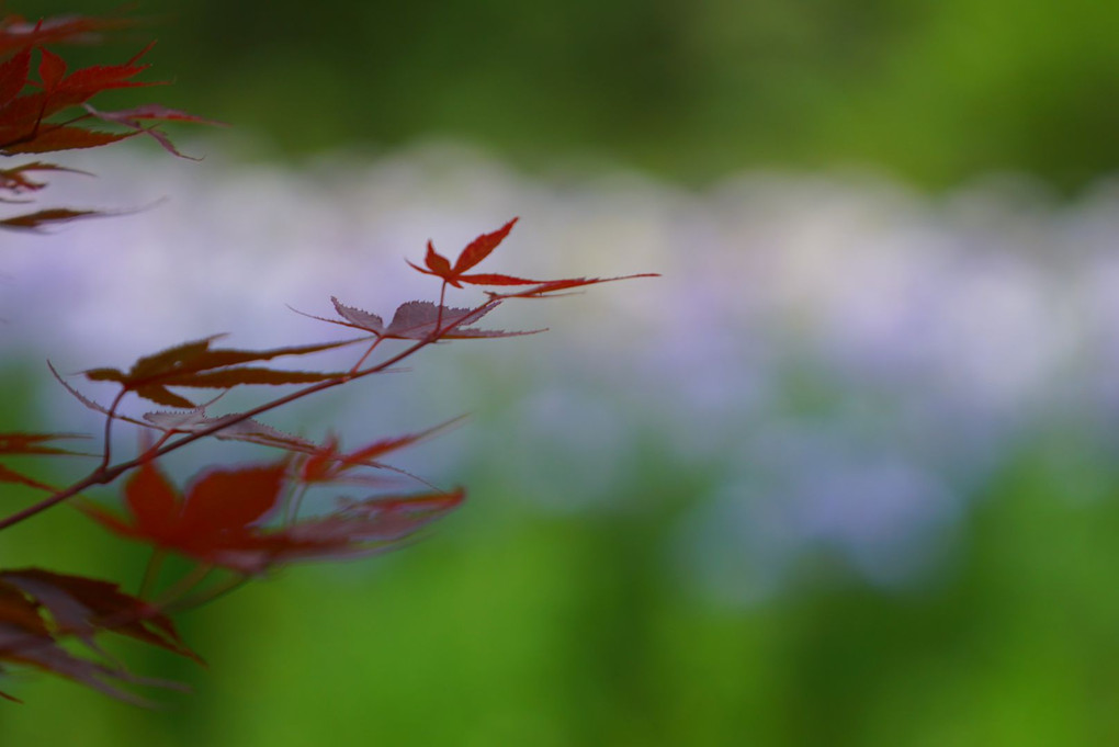 花菖蒲