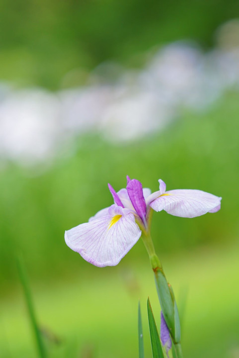 花菖蒲