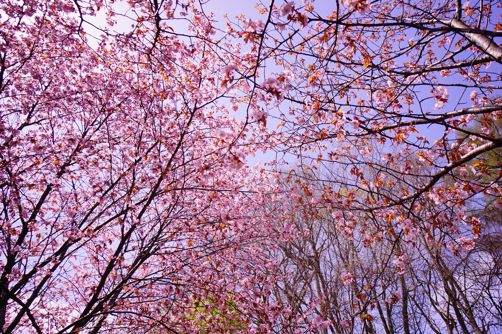 今年の桜は近場で