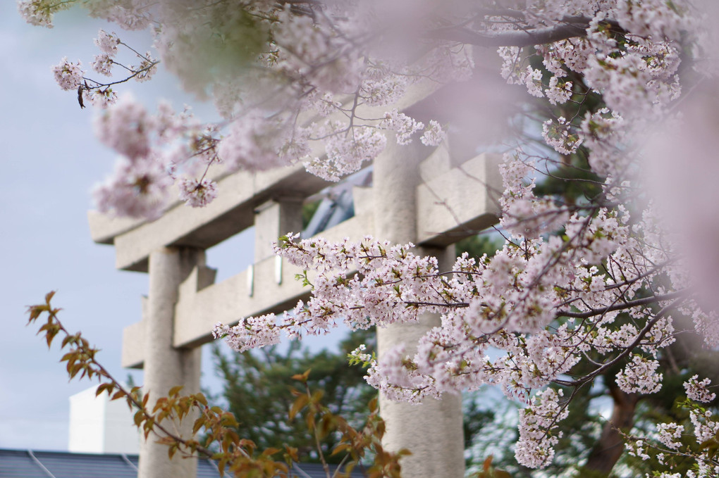 神社で桜