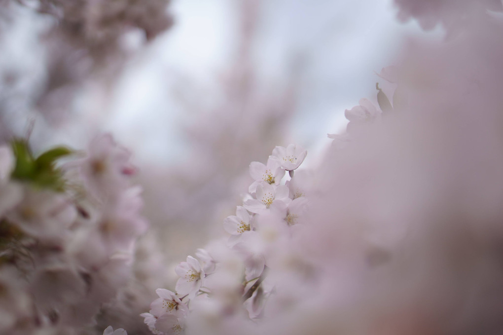 神社で桜