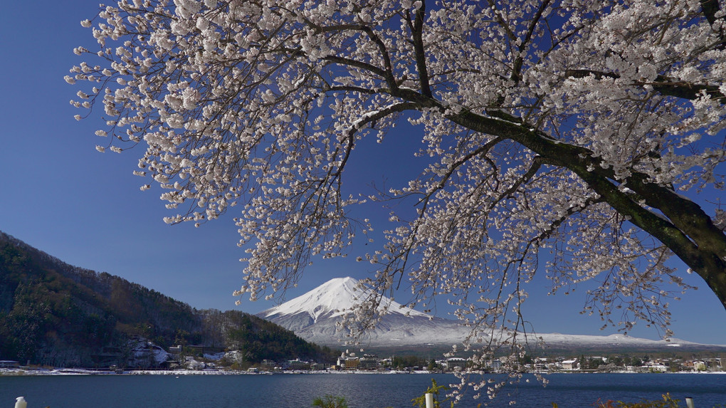 河口湖の満開の桜と春の雪