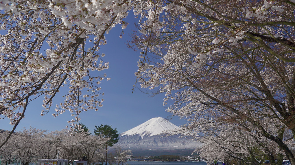 河口湖の満開の桜と春の雪