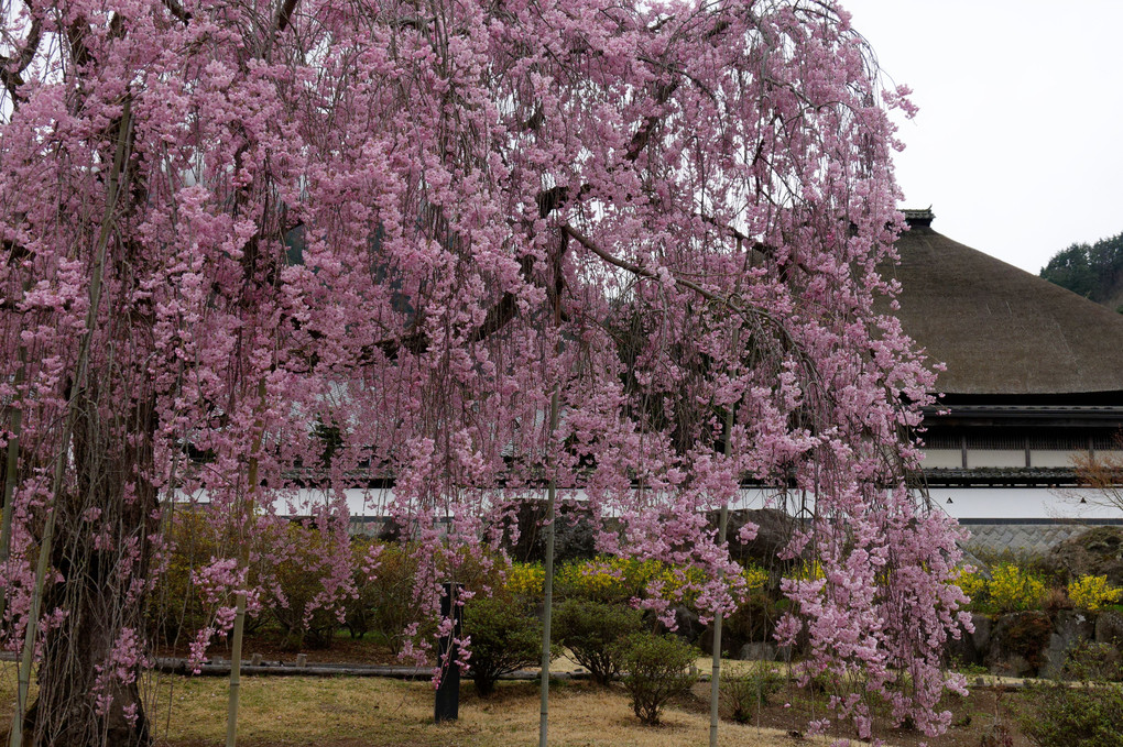 前山寺の枝垂れ桜
