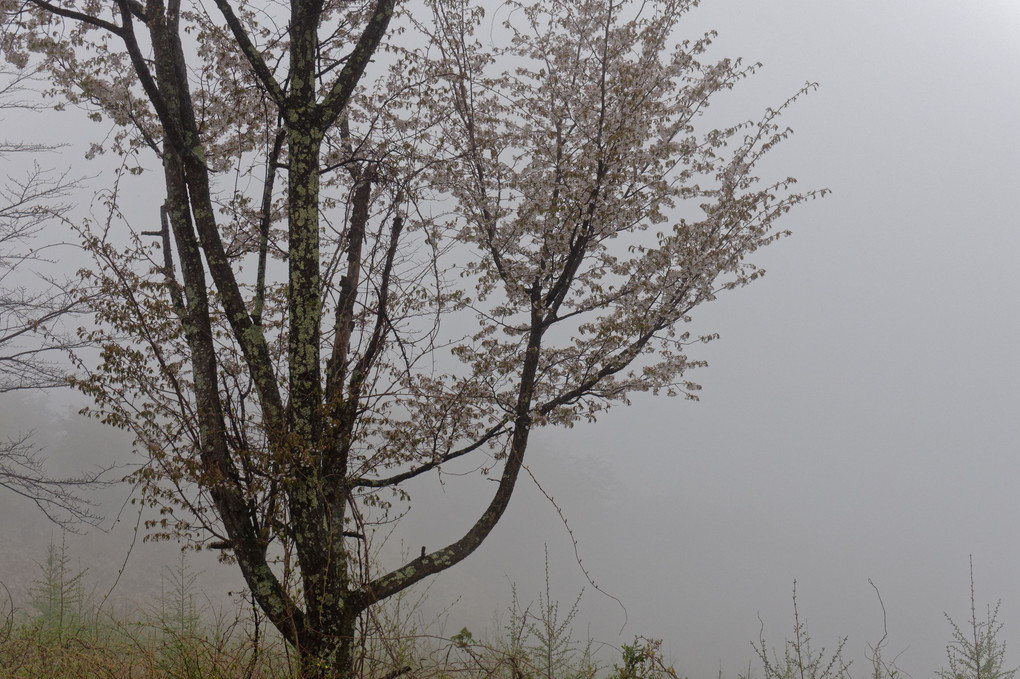 霧の中の山桜花