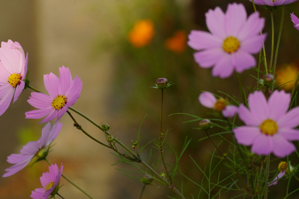 秋野を飾る花々