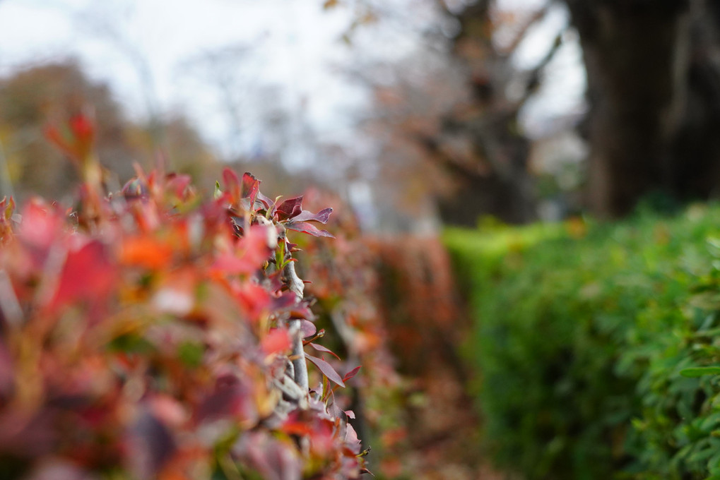 道端の紅葉