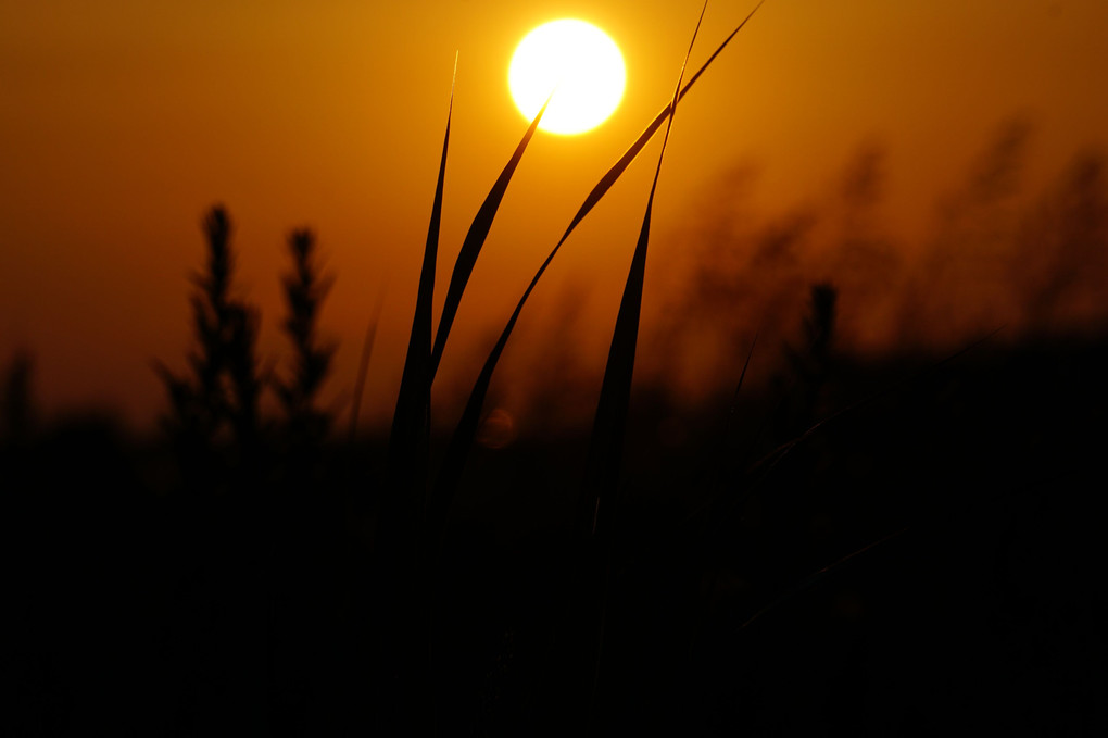 夕陽の風情