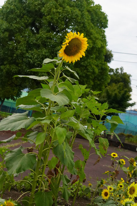 夏本番の花たち