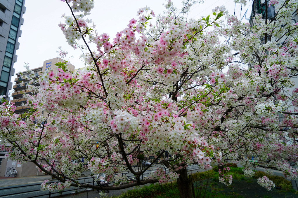 交差点付近に咲く満開の桜