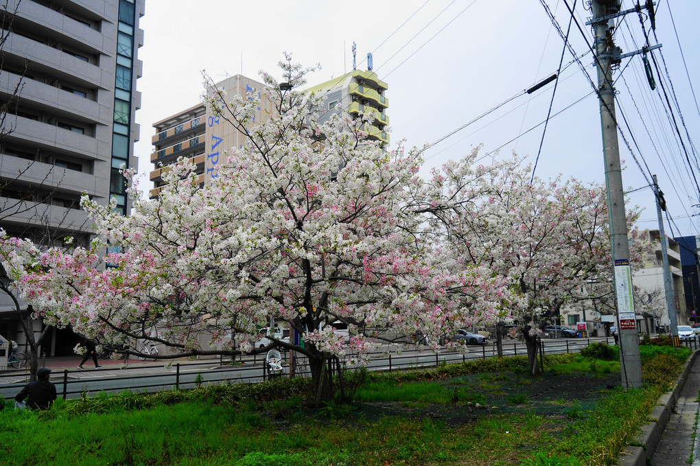 交差点付近に咲く満開の桜