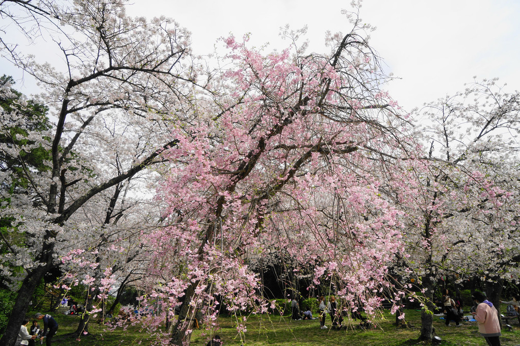 昔の桜名所①