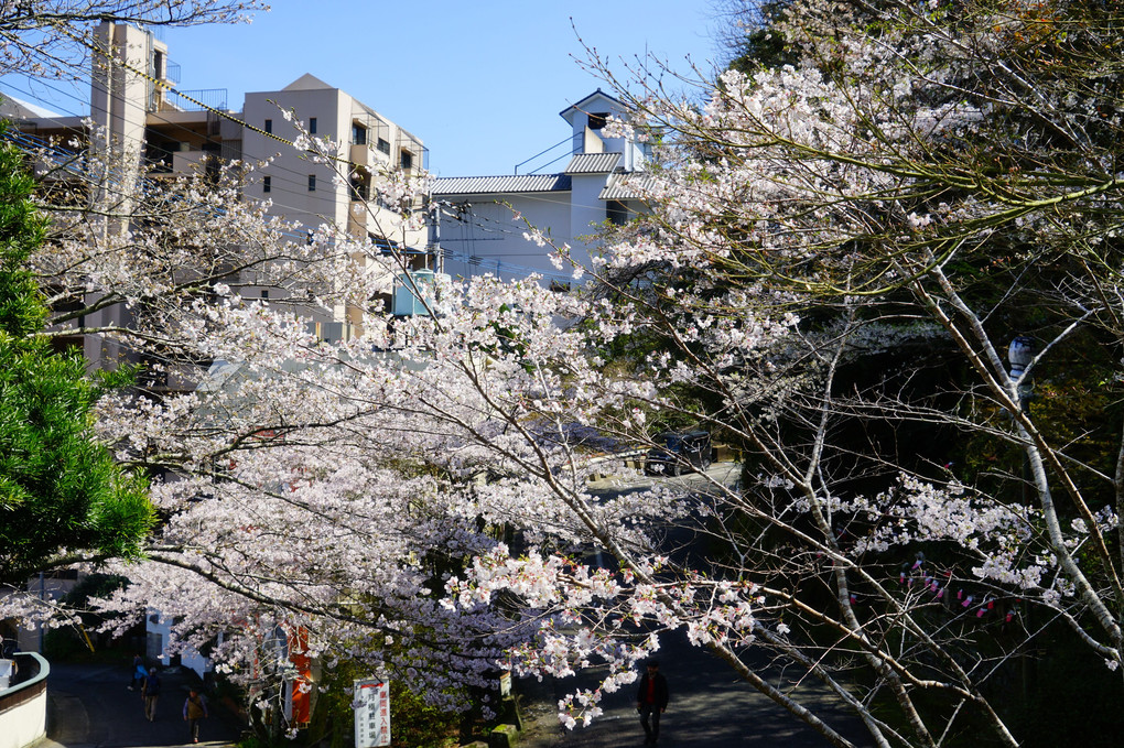 温泉街の桜