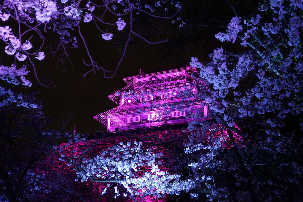夜桜舞鶴公園ライトアップショー②天守閣