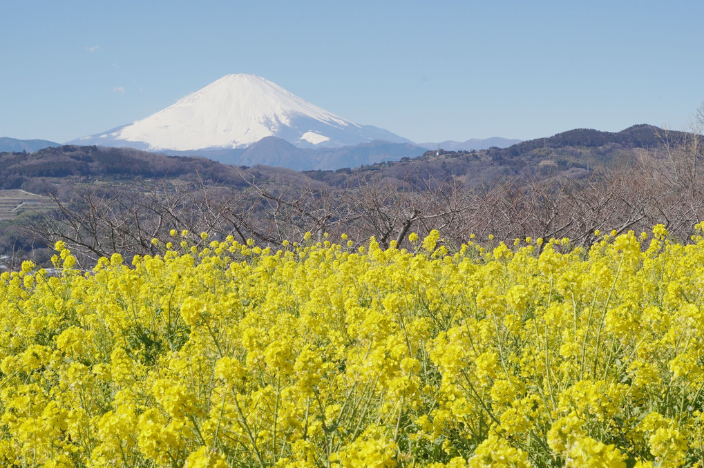 富士山と菜の花