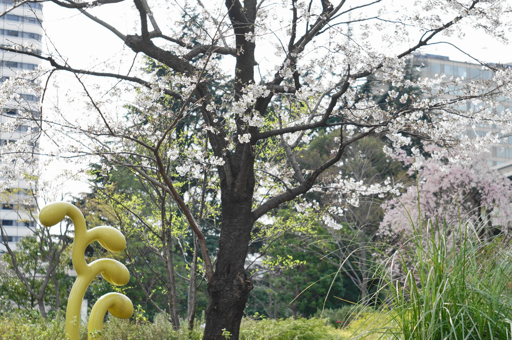 謎なオブジェと桜の木
