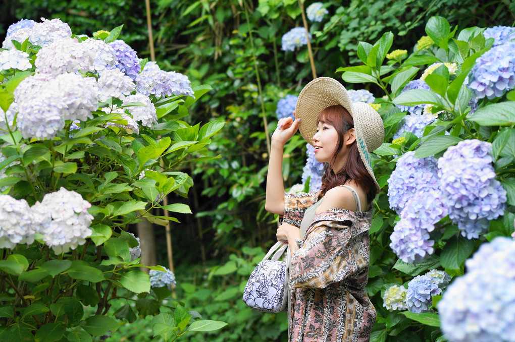 紫陽花と共に④