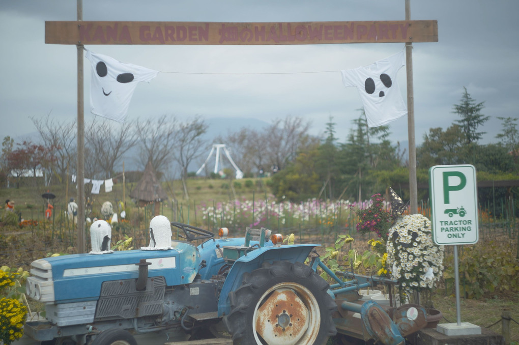 畑のハロウィン🎃