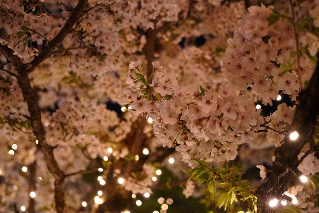 光の中の桜たち