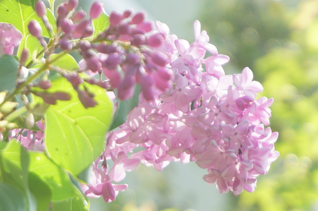 ☆平成ラストの花散歩☆