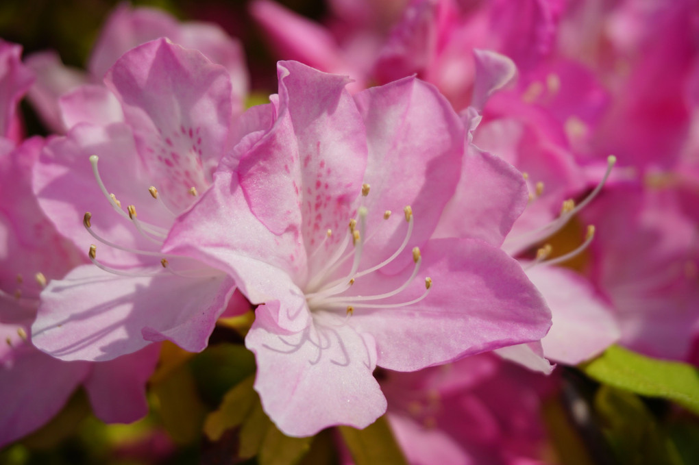 ☆平成ラストの花散歩☆