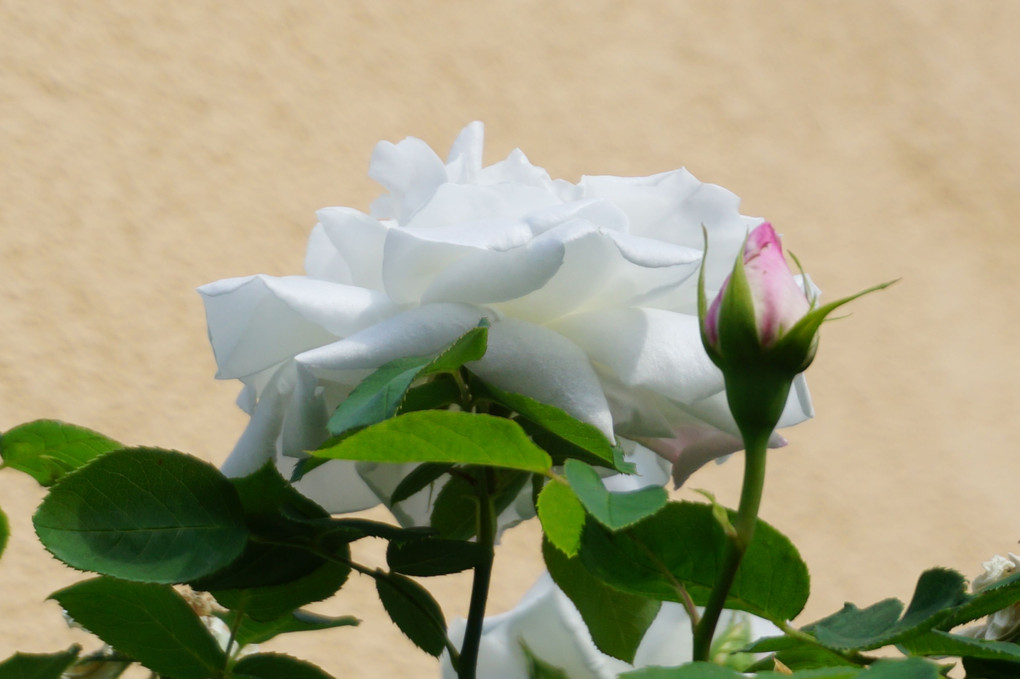 〜ローズロード〜 薔薇の香りに包まれてのお散歩