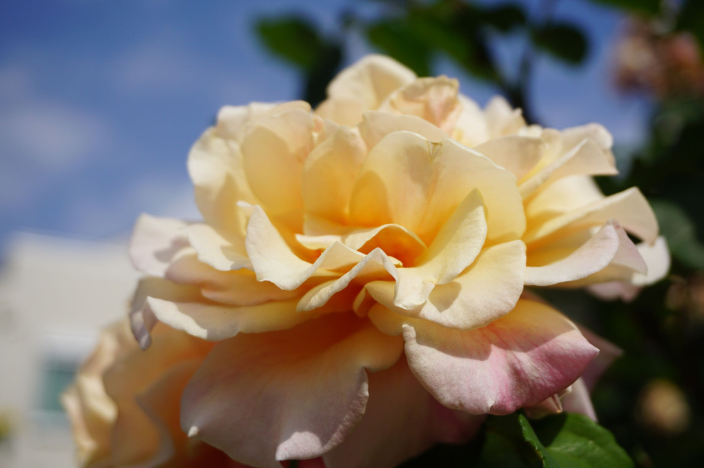 〜ローズロード〜 薔薇の香りに包まれてのお散歩