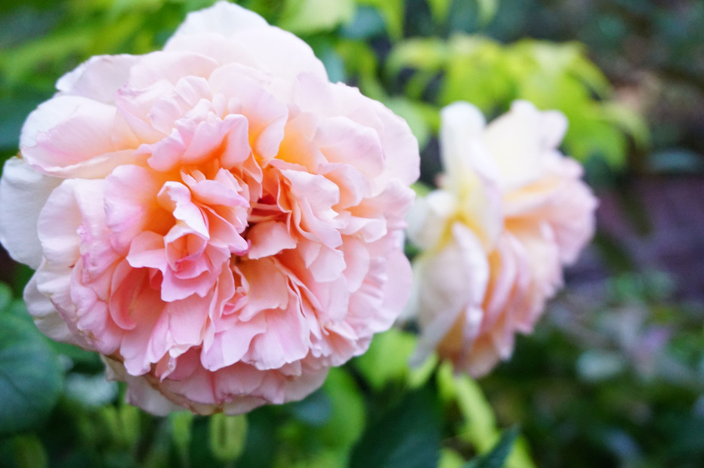 〜ローズロード〜 薔薇の香りに包まれてのお散歩