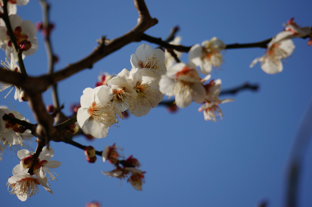 庭の花　白梅