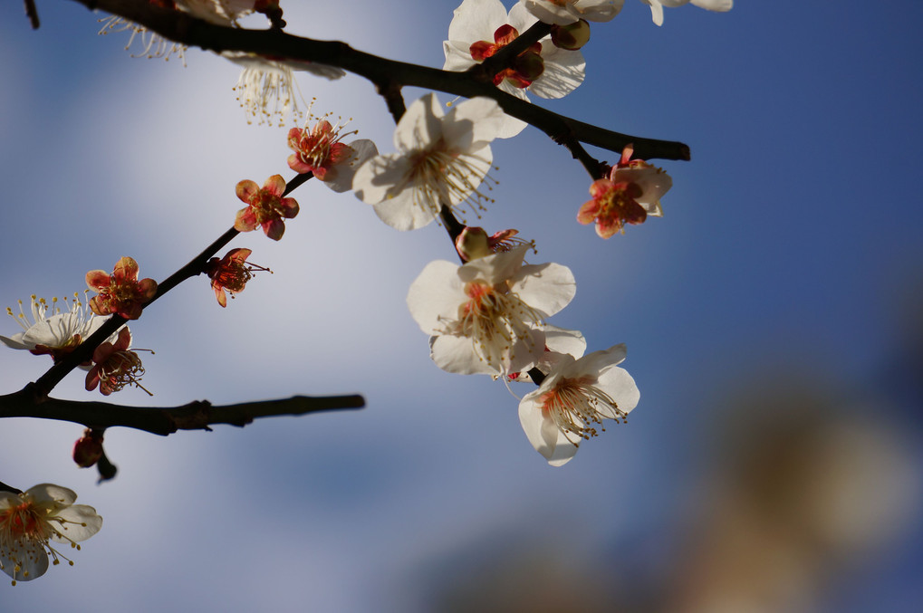 庭の花　白梅