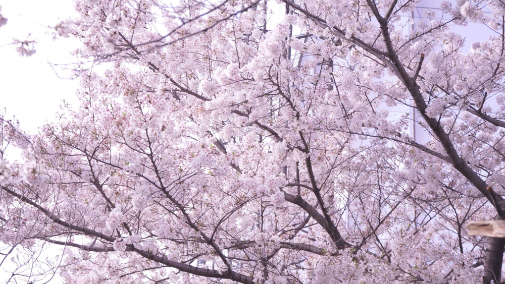 桜撮影　お昼～夜