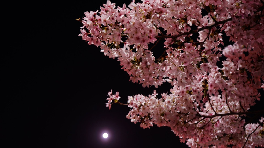 桜撮影　お昼～夜