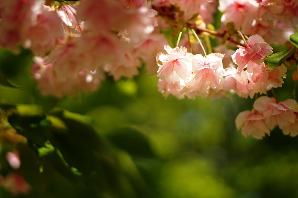 桜の新種「仁科蔵王」